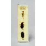 T. GERRARD & CO. LTD, AN EARLY 20TH CENTURY WET SPECIMEN DISPLAY OF WATER BEETLES. (h 18.5cm x w 5.