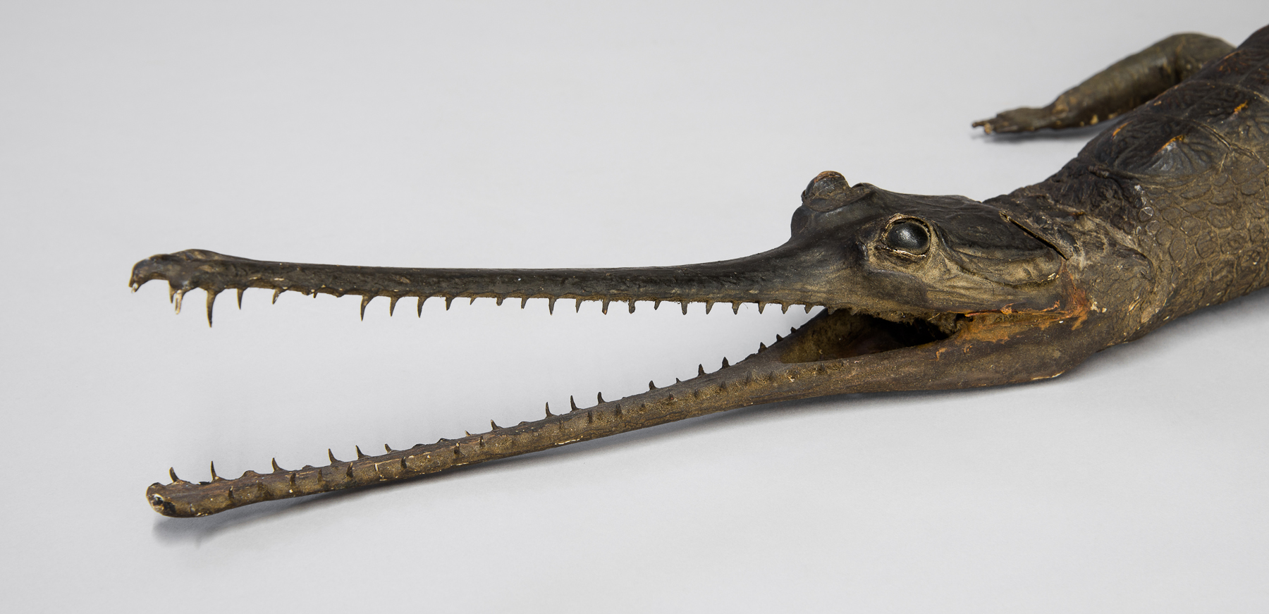 A LATE 19TH CENTURY TAXIDERMY GHARIAL. (l 129cm) - Image 2 of 2