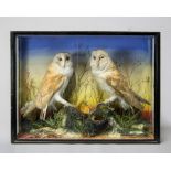 A LATE 19TH CENTURY PAIR OF TAXIDERMY BARN OWLS MOUNTED IN A GLAZED CASE WITH A NATURALIST