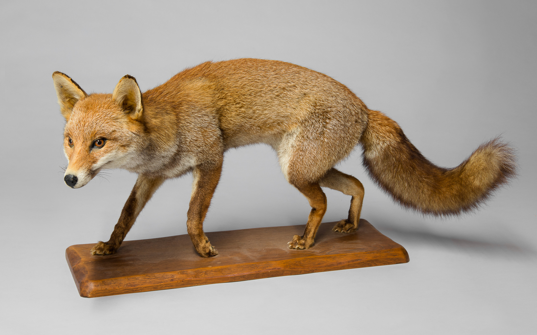 A 20TH CENTURY TAXIDERMY FULL MOUNT FOX. (h 41.5cm x w 91cm x d 17cm)