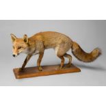 A 20TH CENTURY TAXIDERMY FULL MOUNT FOX. (h 41.5cm x w 91cm x d 17cm)