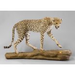 A LATE 20TH CENTURY TAXIDERMY FULL MOUNT CHEETAH IN AN UPRIGHT WALKING POSE Cheetah is detachable