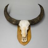 AN EARLY 20TH CENTURY INDIAN WATER BUFFALO SKULL ON OAK SHIELD. (h 120cm x w 114cm x d 48cm)