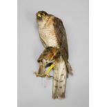 A LATE 19TH CENTURY TAXIDERMY SPARROW HAWK WITH PREY From a Victorian diorama. (h 26cm)