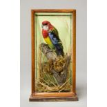 AN EARLY 20TH CENTURY TAXIDERMY EASTERN ROSELLA MOUNTED IN A GLAZED CASE WITH A NATURALISTIC