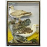 HUTCHINGS, AN EARLY 20TH CENTURY PAIR OF TAXIDERMY HERRING GULLS IN A GLAZED CASE WITH A