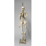 AN EARLY 20TH CENTURY ARTICULATED REAL HUMAN SKELETON WITH ORIGINAL BASE. (h 179cm)