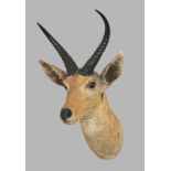 ROWLAND WARD, A LATE 19TH CENTURY TAXIDERMY REEDBUCK MOUNTED HEAD With paper trade label to reverse.