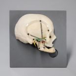 A 20TH CENTURY ARTICULATED HUMAN SKULL CROSS SECTION BY GERMAN ARTIST. (h 25.5cm x w 25.5cm x d 8.