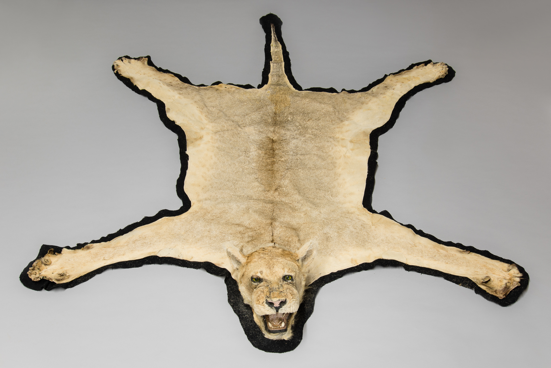 AN EARLY 20TH CENTURY TAXIDERMY LIONESS SKIN RUG WITH MOUNTED HEAD. (l 250cm x w 200cm)