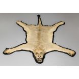 AN EARLY 20TH CENTURY TAXIDERMY LIONESS SKIN RUG WITH MOUNTED HEAD. (l 250cm x w 200cm)
