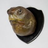 A 20TH CENTURY IMITATION TAXIDERMY TURTLE HEAD. (h 30cm x w 24cm x d 27cm)