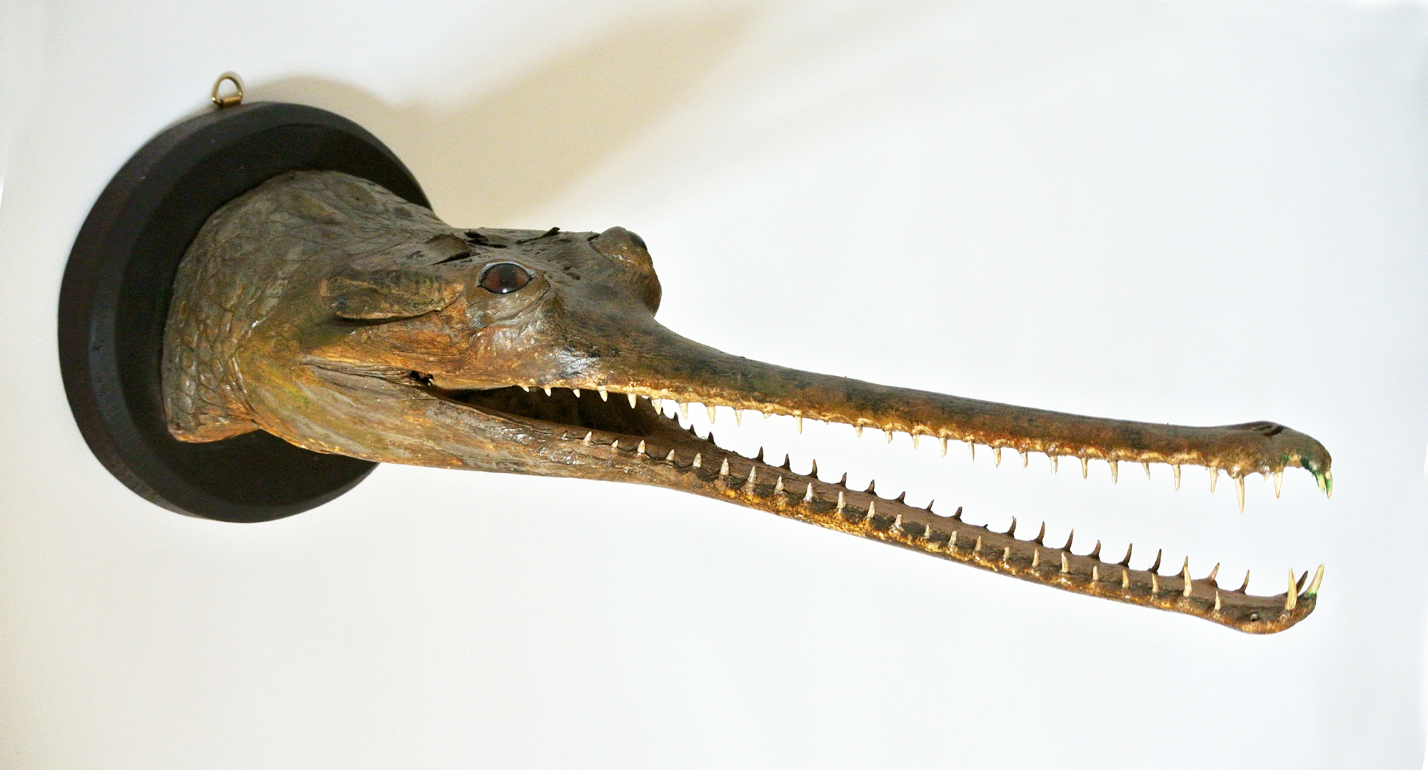 A LATE 19TH CENTURY TAXIDERMY GHARIAL HEAD Mounted on a later ebonized wooden shield. (h 19cm x w
