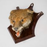 A LATE 19TH CENTURY TAXIDERMY FOX MASK ON OAK SHIELD. (h 33cm x w 22.5cm x d 21cm)