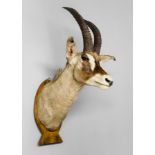 A 20TH CENTURY TAXIDERMY ROAN ANTELOPE HEAD MOUNTED ON AN OAK SHIELD. (h 127cm x w 59cm x d 76cm)