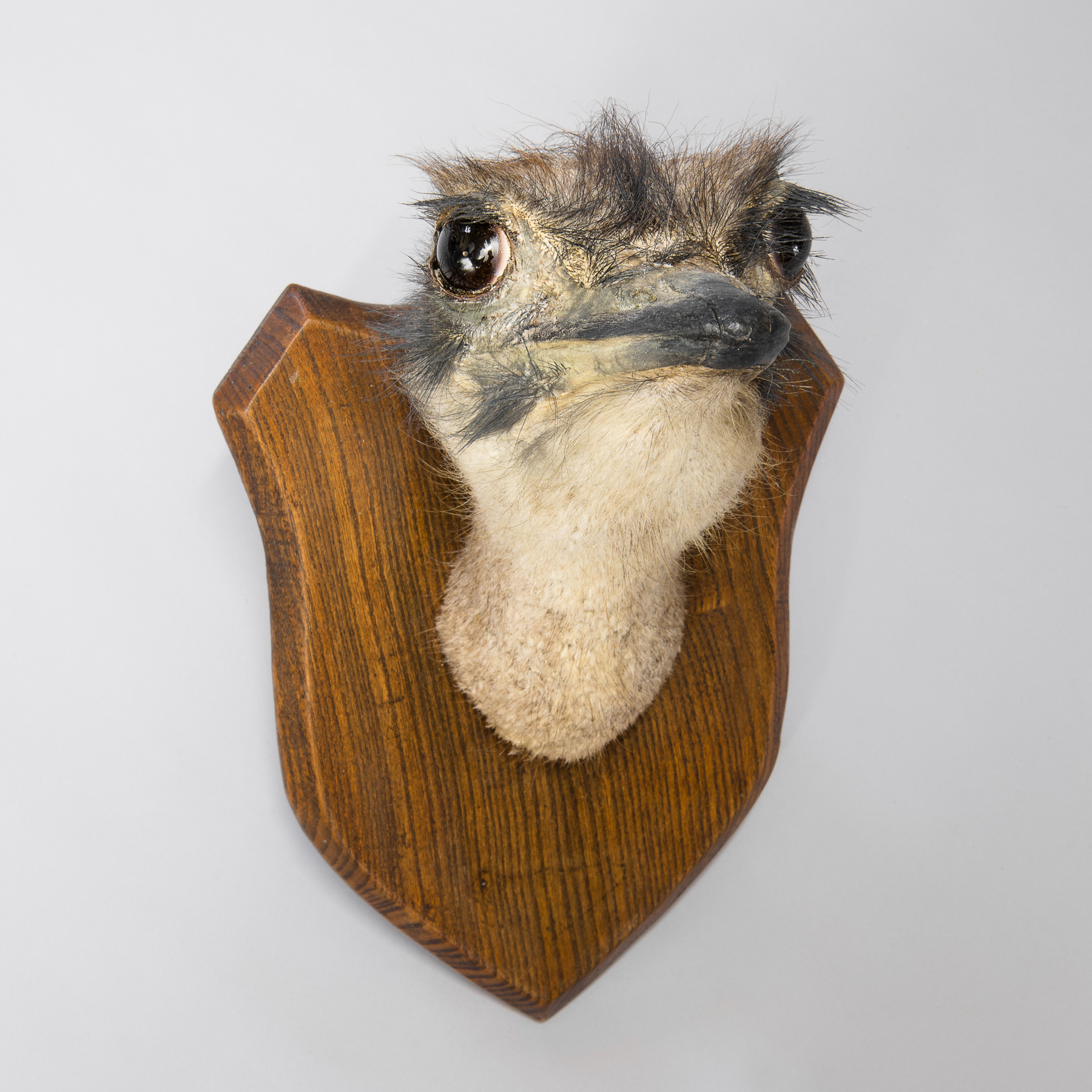 A 20TH CENTURY TAXIDERMY OSTRICH HEAD ON OAK SHIELD.