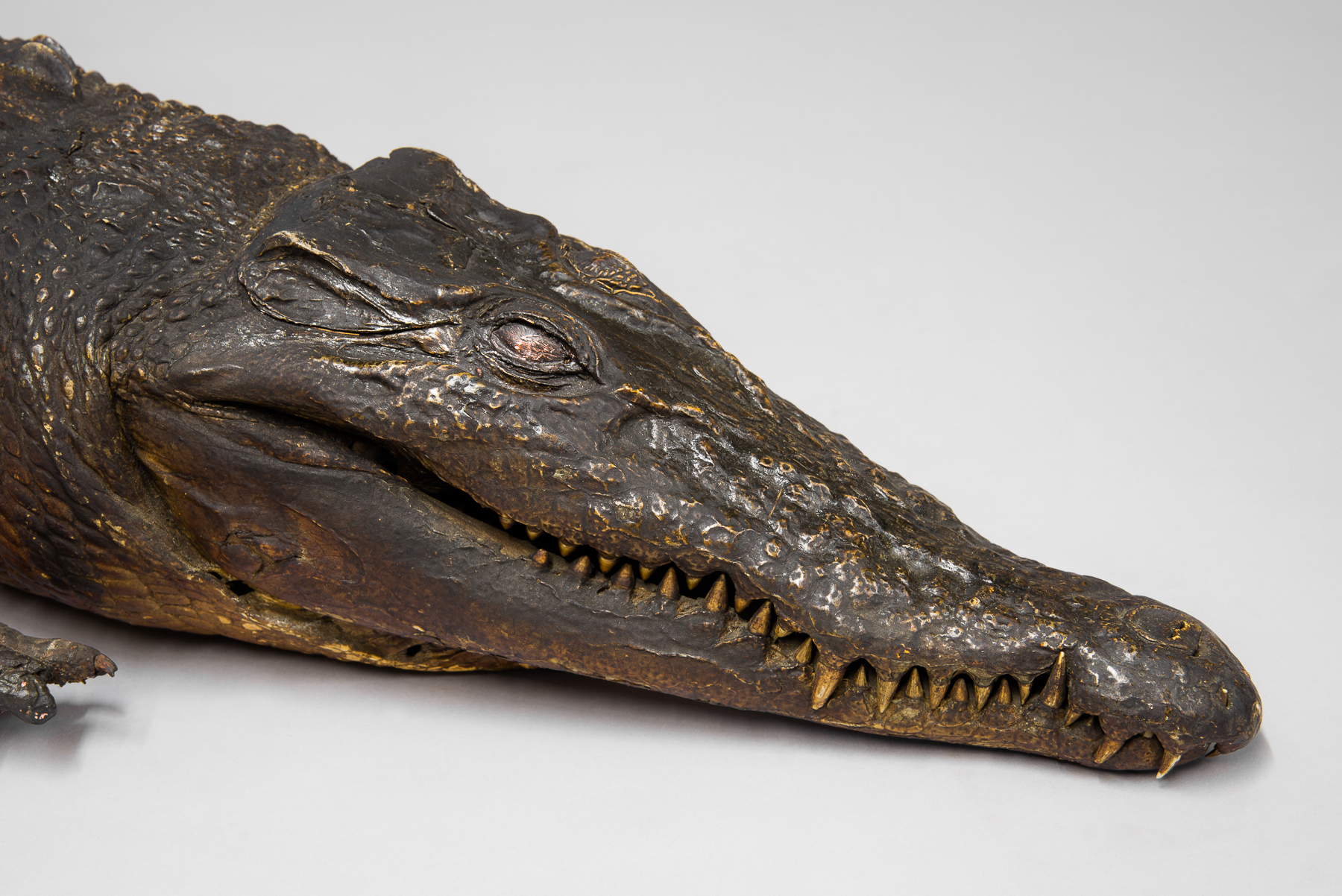 A MID/LATE 19TH CENTURY TAXIDERMY CROCODILE. (l 190cm) - Image 2 of 2