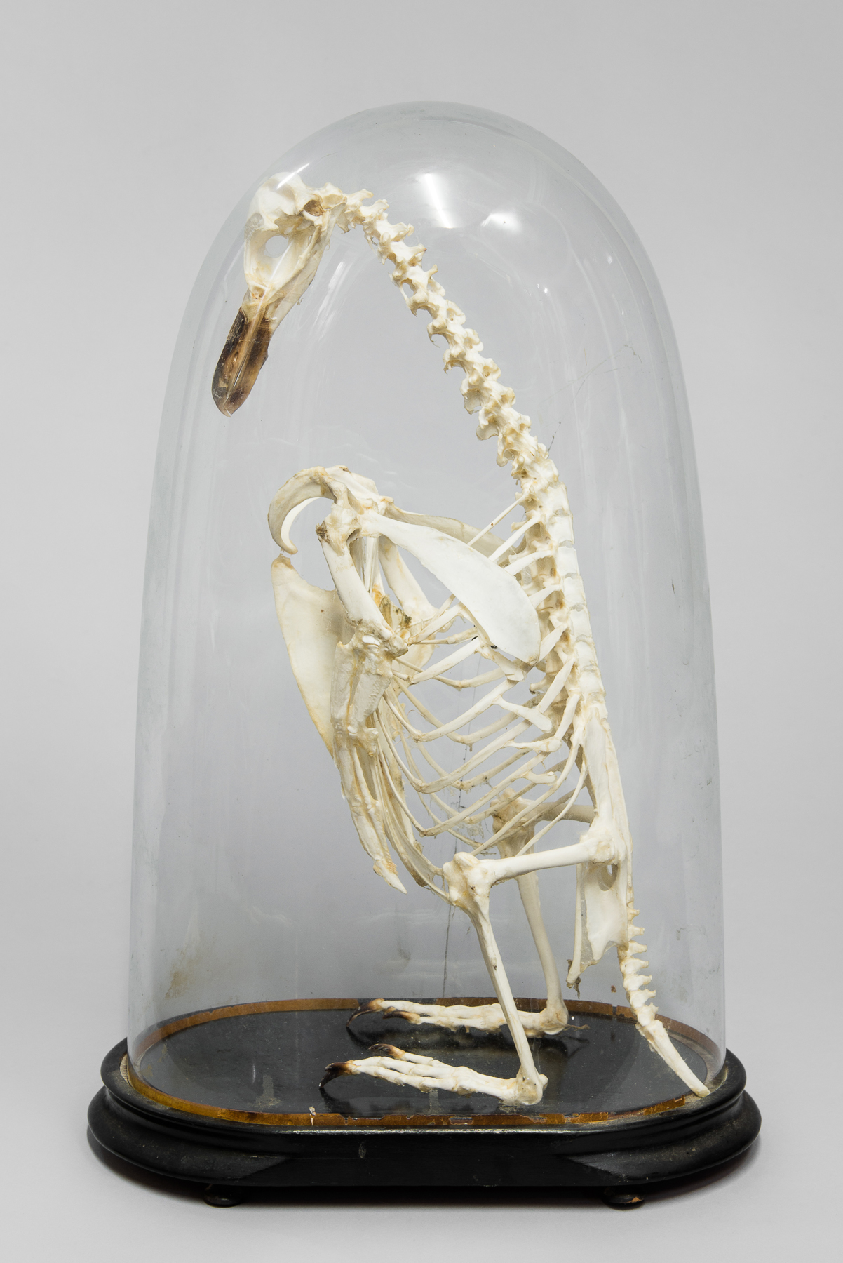 A 20TH CENTURY ARTICULATED PENGUIN SKELETON Under a Victorian glass dome. (h 55cm x w 33cm x d