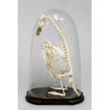 A 20TH CENTURY ARTICULATED PENGUIN SKELETON Under a Victorian glass dome. (h 55cm x w 33cm x d