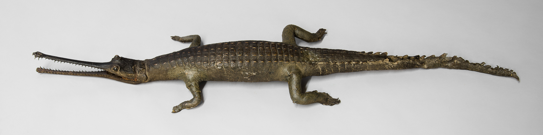 A LATE 19TH CENTURY TAXIDERMY GHARIAL. (l 129cm)