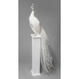 A 21ST CENTURY TAXIDERMY WHITE PEACOCK MOUNTED UPON A PEDESTAL. (h 175cm x w 45cm x d 45cm)