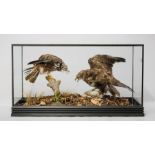 G.J. KNIGHT, A LATE 20TH CENTURY TAXIDERMY STUDY OF A PAIR OF BUZZARDS. Mounted in an ebonised