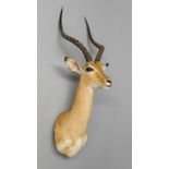 A 20TH CENTURY TAXIDERMY IMPALA HEAD. (h 90cm x w 49cm x d 35.5cm)