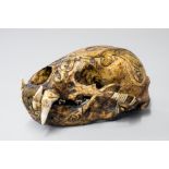 A LATE 19TH/EARLY 20TH CENTURY DAYAK TRIBE HEAD HUNTERS CARVED TROPHY SUN BEAR SKULL. (h 10cm x w
