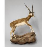 A 20TH CENTURY TAXIDERMY FULL MOUNT BLACK BUCK. (h 141cm x w 100cm x d 30cm)