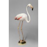 A 20TH CENTURY TAXIDERMY FLAMINGO. (h 105cm x w 61cm x d 20cm)