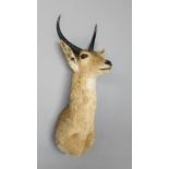 AN EARLY 20TH CENTURY TAXIDERMY WATERBUCK HEAD ON OAK SHIELD. (h 77cm x w 33cm x d 56cm)