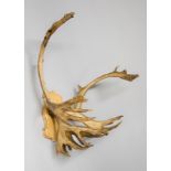 A 20TH CENTURY SET OF CARIBOU ANTLERS ON OAK SHIELD. Shot by J G Millais. Ex Willett collection.