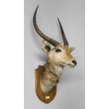 EDWARD GERRARD & SONS, AN EARLY 20TH CENTURY TAXIDERMY WATERBUCK HEAD ON OAK SHIELD. (h 128cm x w