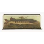 A large mounted pike,with a line coming from its mouth over a naturalistic pond base, three-