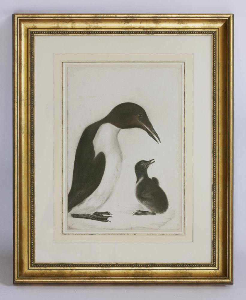 Prideaux John Selby (1788-1867)A GUILLEMOT AND CHICKSigned l.l., pencil, pen and ink and - Image 2 of 4