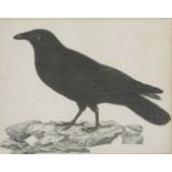 Robert Mitford (1781-1870)A CARRION CROWSigned l.r., inscribed l.c., indistinctly inscribed 'plate