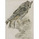 Robert Mitford (1781-1870)A LONG-EARED OWLSigned l.r., inscribed l.l., pen and ink, watercolour