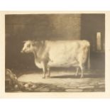 Thomas Landseer, after Percy Forster'THE CELEBRATED SHORT-HORNED COW BRACELET'Mezzotint 46 x 55cm