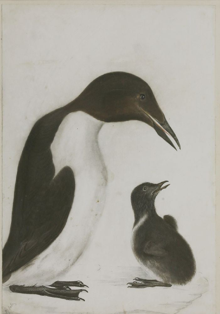 Prideaux John Selby (1788-1867)A GUILLEMOT AND CHICKSigned l.l., pencil, pen and ink and