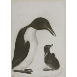 Prideaux John Selby (1788-1867)A GUILLEMOT AND CHICKSigned l.l., pencil, pen and ink and