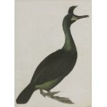 Robert Mitford (1781-1870)A CORMORANTSigned l.l., pen and ink, watercolour and bodycolour54 x 38.