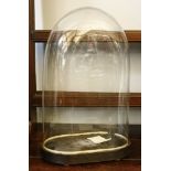 A glass dome on oval ebonised base, 47cm high