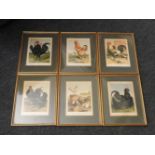 Sixteen framed lithographic pictures of varieties of chickens, 35 x 27cm