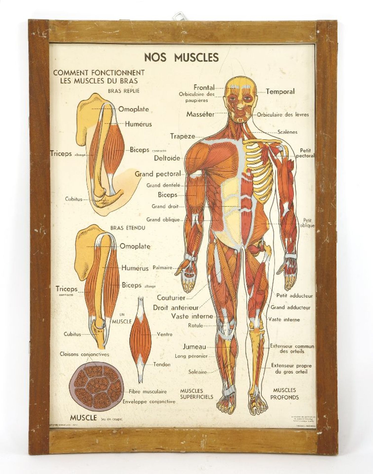 A set of eight French anatomical educational posters,mid-20th century, double-sided, housed in an