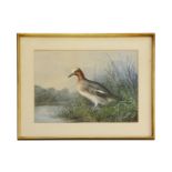 Cheverton WhiteA DUCK IN REEDSSigned I.r., and dated 1869, watercolour43 x 55cm