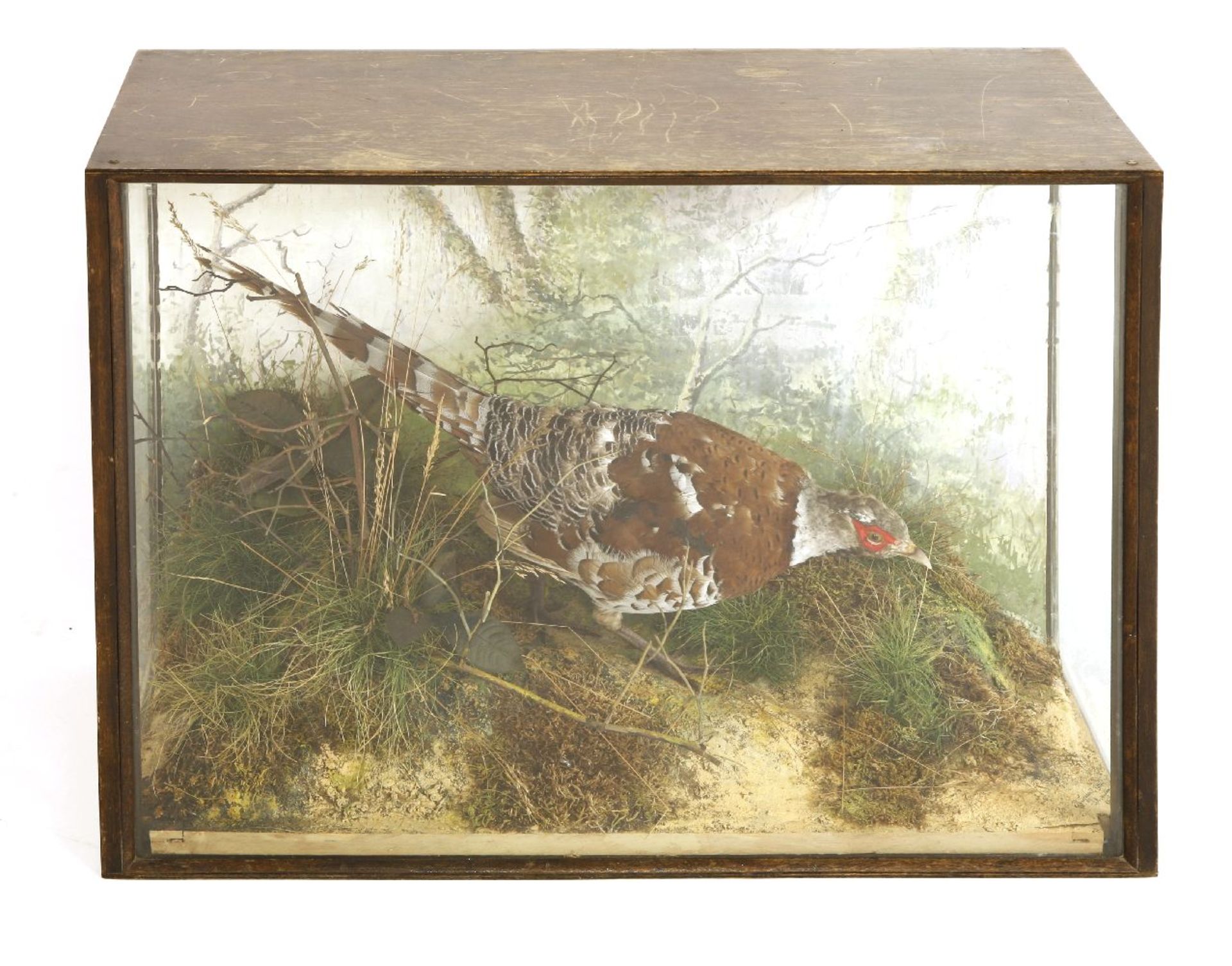 A stuffed and mounted pheasant, attributed to P Spicer and Sons, in a naturalistic setting,