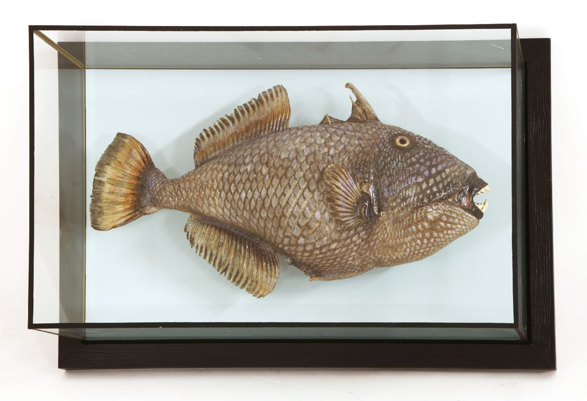 A mounted and stuffed triggerfish, in a glass wall case, with a blue painted back and ebonised