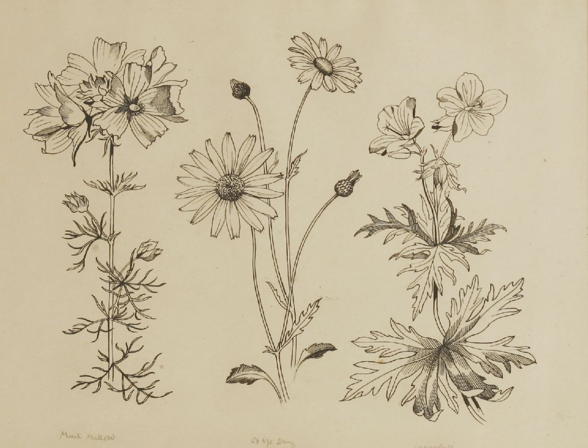 *John Northcote Nash RA (1893-1977)'MUSK MALLOW, OX-EYE DAISY, CRANE'S-BILL', c.1930Inscribed in