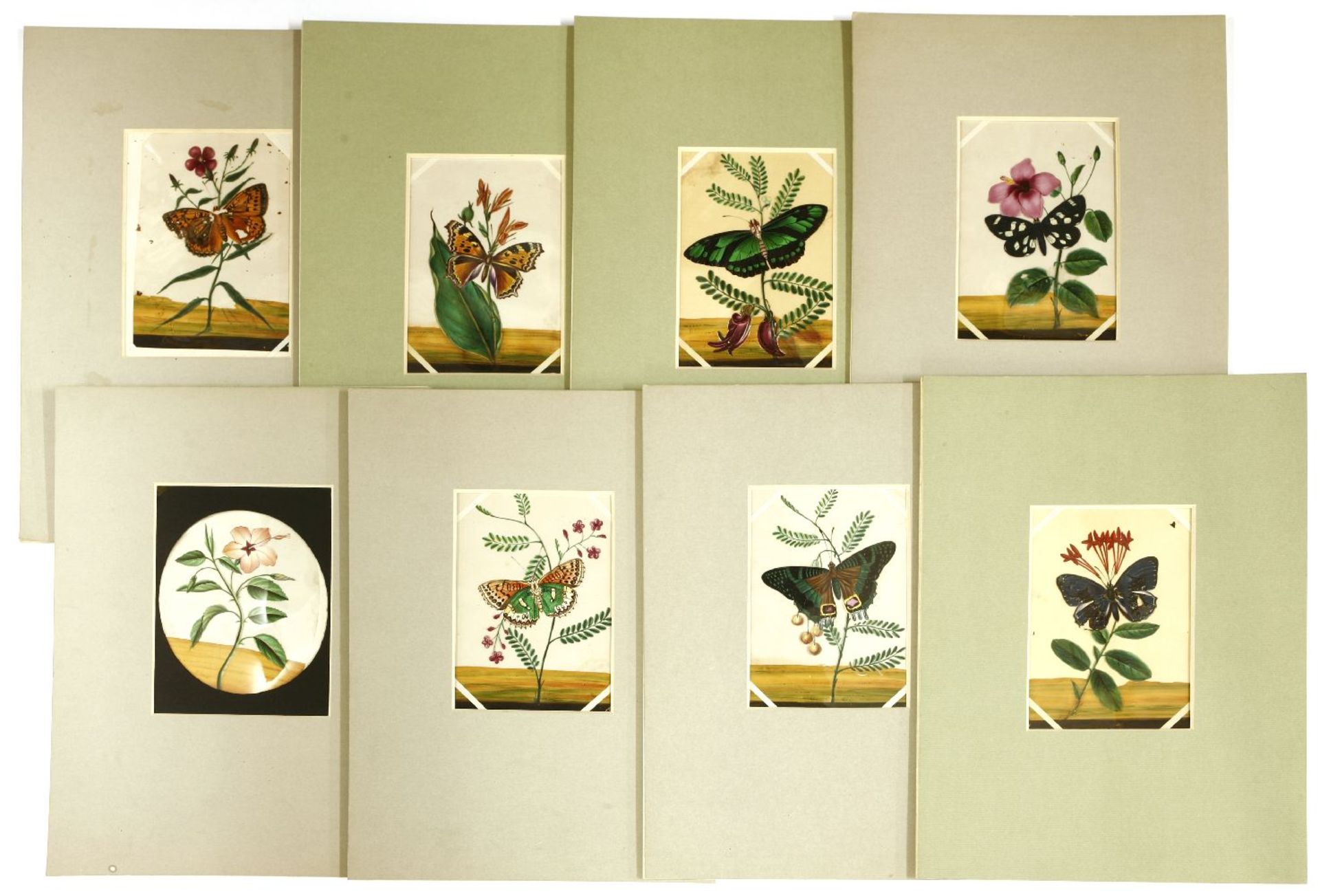 Seven Indian paintings on mica,c.1840, butterflies,14 x 9.5cm,an oval picture of a flower,12 x 10cm, - Image 2 of 2
