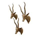 A set of three carved wooden and painted Indian-style antelope trophy heads,each on a wooden